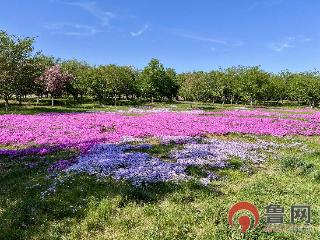 【鲁网图集】湖城共生 花漾人间
