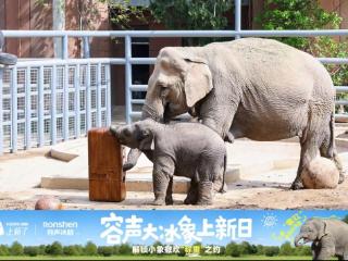 济南动物园来了位“重量级”朋友：容声大冰象带来的不止是食物