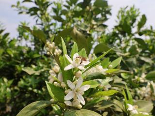 德江潮砥：无人机飞防护航 “黄金产业”喜开“科技花”