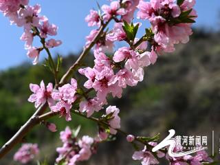 文水：子夏桃花映山乡 醉美春光入画来