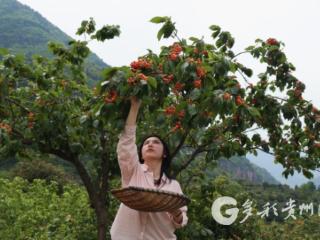 赤水市元厚镇：樱桃红满枝 尝鲜正当时