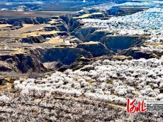 河北阳原第二十届中国泥河湾杏花节开幕