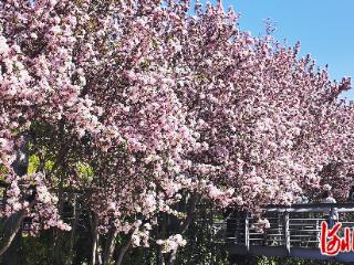唐山：大钊公园海棠盛放，市民打卡春日美景