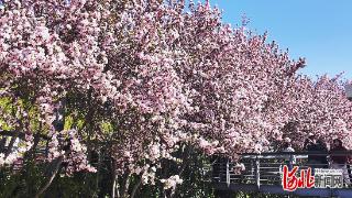 唐山：大钊公园海棠盛放，市民打卡春日美景