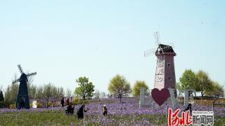 河北省迁安市：亚滦湾第十届桃花文化旅游节启幕