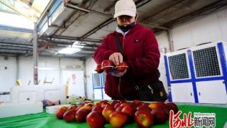 河北省乐亭县：鲜桃出口季“甜蜜”开启