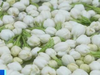 解锁“花样美味” 全球超60%的茉莉花产自这里