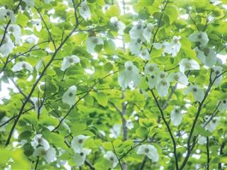 杭州阴天为主 偶有小雨 这样的天气还要持续三天