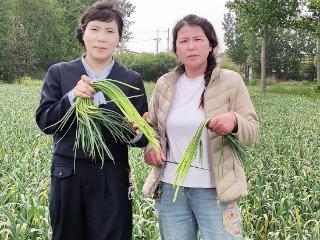 抽完蒜薹干什么？