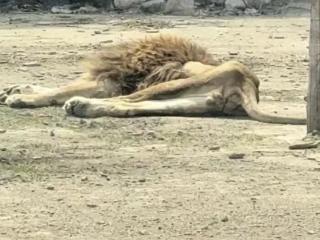 辽宁一动植物园狮子被饿成“纸片”？园方：其丧偶后食量不断减少，目前进入恢复阶段