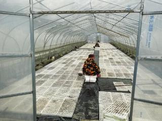 湖北鹤峰：抢抓农时开烟叶间苗工作