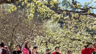 青龙官场乡梨花节启幕 梨花盛景催生山乡产业新活力