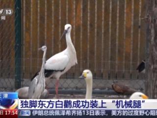 暖心救助！独脚东方白鹳成功装上 “机械腿”