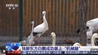 暖心救助！独脚东方白鹳成功装上 “机械腿”