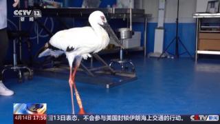 暖心救助！独脚东方白鹳成功装上 “机械腿”