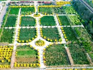 平度市牡丹园即将开园 打造胶东地区春季赏花新地标