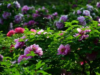 济南泉城公园牡丹盛放