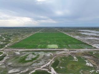 兴业·强县·富民｜“南茭北种”破解盐碱地难题 寒地蔬菜产业焕发新生