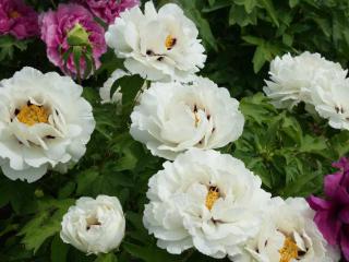 能看能吃能美妆能做油！河南为牡丹新品种开了一场“见面会”