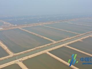 盐城响水：全国最大斑节虾养殖基地迎来投苗季