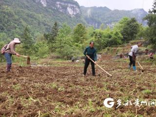 订单种植不愁销！绥阳枧坝制种玉米种出好“钱”景