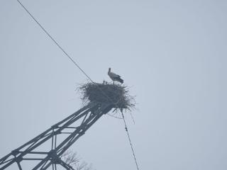 东方白鹳首次被观测到在合肥境内成功繁殖，具体幼鸟数量尚待确认
