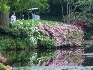 不是所有杜鹃都叫映山红 植物园杜鹃进入盛花期