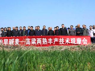 科技赋能盐碱地 河北杂粮丰产新模式助力粮食安全