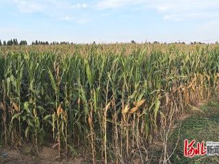 衡水市安平县：推进秸秆综合利用 构建低碳循环利用体系