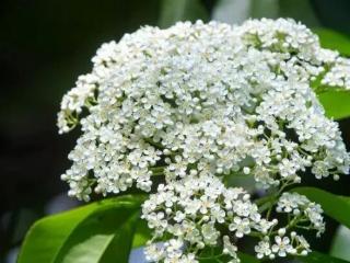 好上头，最近杭州街头大量出现！不少市民吐槽：味道真的一言难尽！