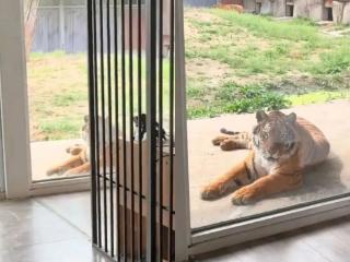 动物园“虎景房”引热议，园方：“五一”期间预订紧俏