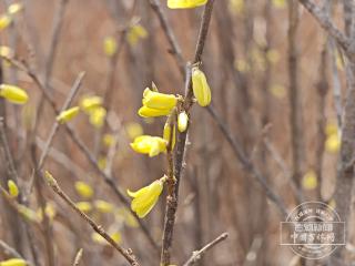 花开吉林｜白山：连翘花开染山城