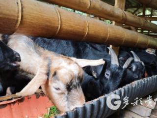 赤水市白云乡：“土味儿”养成“金饭碗”！