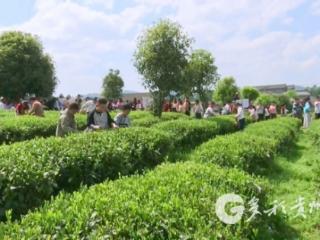 凤冈田坝完小：茶园变课堂 劳动育“新芽”