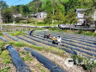 凤冈县进化镇：鲜食玉米移栽忙 田间奏响春耕曲