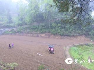 播州区马蹄镇：机播玉米跑出春耕“加速度”