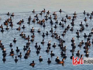 河北省迁安市：鸬鹚翔集舞春光