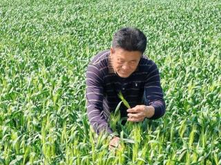 牢记嘱托开新局 日新江淮往前赶｜科技赋能现代农业 小岗村粮仓更丰盈