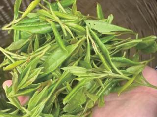 龙坞的茶树，为什么很多都开始“砍”了？茶农说为了明年长得更好