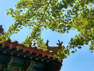 春来孔庙，千年银杏绿的正好