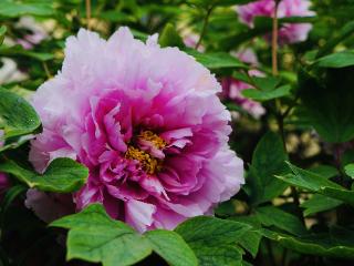 怀宁小市“乾隆牡丹”盛放迎客，200余朵花姿雍容