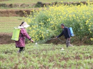 工行凯里岑巩支行：金融活水“滴灌”百合产业 百亩良田绘振兴“丰”景