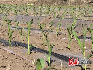 张家口市万全区郭磊庄镇鲜食玉米启春耕