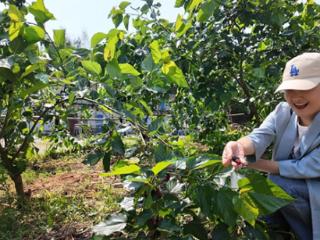 三明大田：桑葚采摘热 农旅两相宜