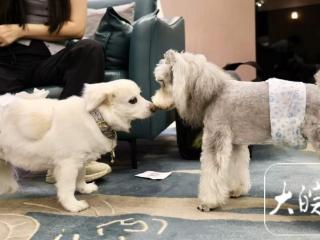 西部航空在合肥新桥机场推出特色服务：一人一宠可畅享贵宾厅