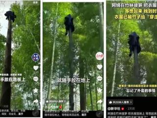 爆火出圈！三明阿姨挖笋忘拿衣服 竟被竹子“穿走”