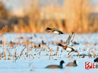 雄安新区推动建设绿色发展城市典范（二）｜“鸟中大熊猫”的安心家园