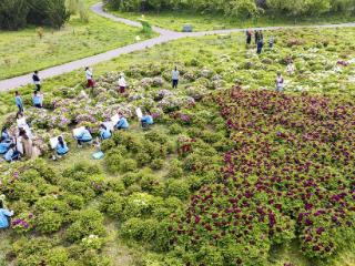踏青写生览春光