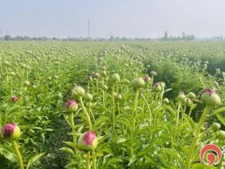 追着花儿看菏泽丨菏泽牡丹芳菲未尽 芍药次第绽放续接春日赏花盛宴