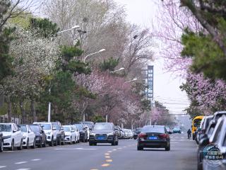 吉镜头｜桃花盛放 长春街头迎来春日限定浪漫